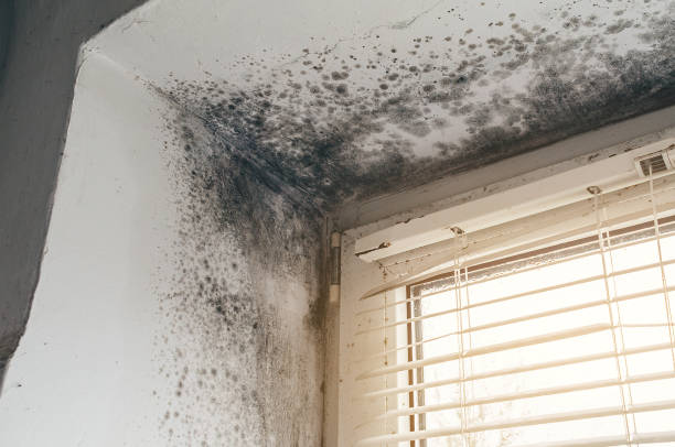Affordable Mold Removal solutions in Sterling, CO